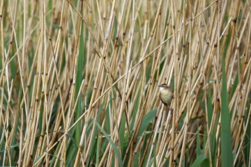 14 to 15 May sightings